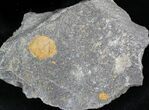 Ordovician Edrioasteroid (Spinadiscus) Fossil - Morocco #28049-1
